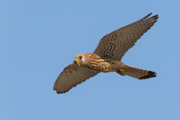 Kleine torenvalk, Lesser Kestrel, Falco naumanni
