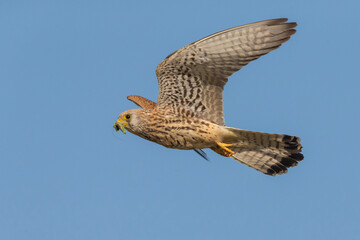 Kleine torenvalk, Lesser Kestrel, Falco naumanni