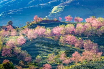 Sa pa oolong tea hill, lao cai, Vietnam in cherry blossom season. High quality photo