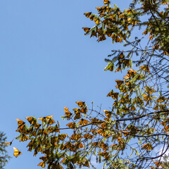 Monarch Butterflies on tree branch in blue sky background in Michoacan, Mexico