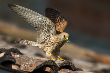 Kleine torenvalk, Lesser Kestrel, Falco naumanni