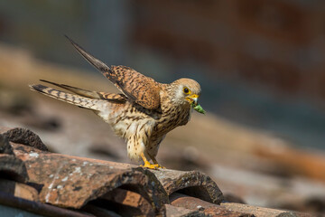 Kleine torenvalk, Lesser Kestrel, Falco naumanni