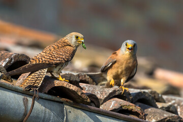 Kleine torenvalk, Lesser Kestrel, Falco naumanni