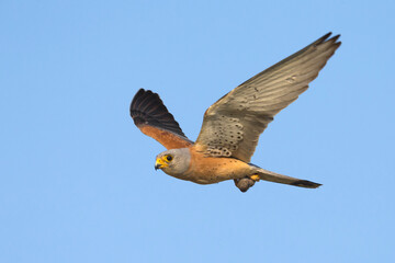 Kleine torenvalk, Lesser Kestrel, Falco naumanni