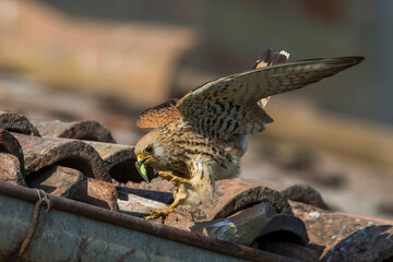 Kleine torenvalk, Lesser Kestrel, Falco naumanni