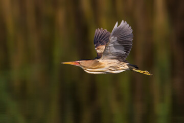 Woudaap; Little Bittern; Ixobrychus minutus