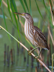 Woudaap; Little Bittern; Ixobrychus minutus