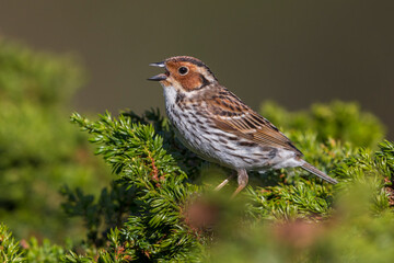 Dwerggors; Little Bunting; Emberiza pusilla