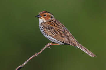 Dwerggors; Little Bunting; Emberiza pusilla