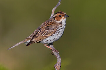 Dwerggors; Little Bunting; Emberiza pusilla