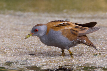 Klein Waterhoen; Little Crake; Porzana parva