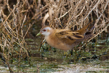Klein Waterhoen; Little Crake; Porzana parva