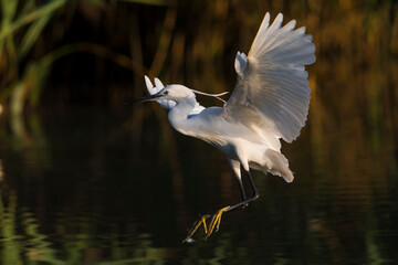 Kleine Zilverreiger, Little Egret; Egretta garzetta