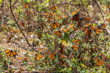 Monarch Butterflies in Monarch Butterfly Biosphere Reserve, Michoacan, Mexico