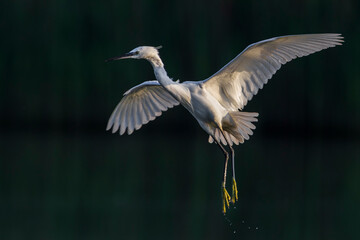 Kleine Zilverreiger, Little Egret; Egretta garzetta