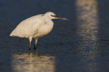 Kleine Zilverreiger, Little Egret; Egretta garzetta