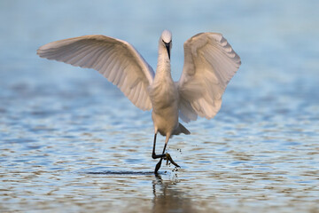 Kleine Zilverreiger; Little Egret; Egretta garzetta