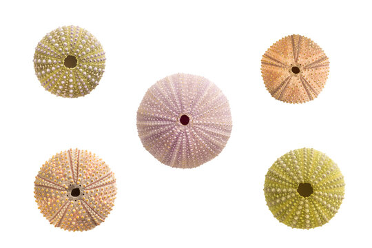 Five sea urchins shells on white background