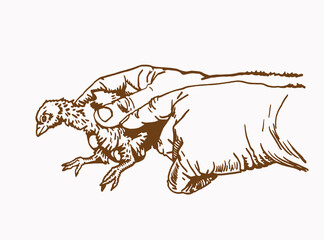 Graphical newborn chick in arm , sepia background, farm animal