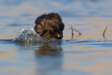 Dodaars; Little Grebe; Tachybaptus ruficollis