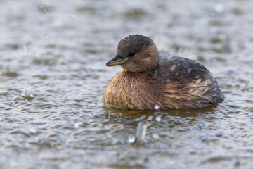 Dodaars, Little Grebe; Tachybaptus ruficollis