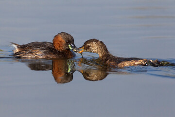 Dodaars, Little Grebe  Tachybaptus ruficollis © AGAMI
