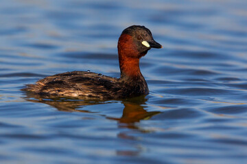 Dodaars; Little Grebe; Tachybaptus ruficollis