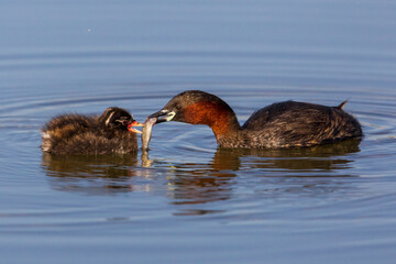 Dodaars  Little Grebe  Tachybaptus ruficollis © AGAMI