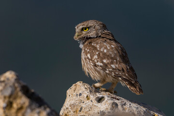 Steenuil; Little Owl; Athene noctua