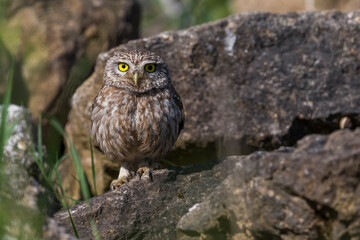 Steenuil; Little Owl; Athene noctua