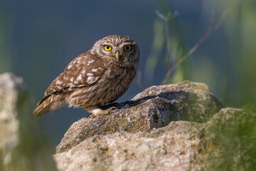 Steenuil; Little Owl; Athene noctua
