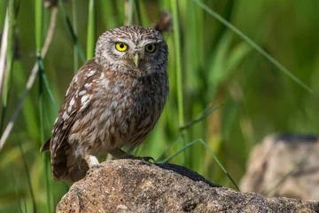 Fotobehang Steenuil  Little Owl  Athene noctua © AGAMI