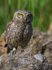 Steenuil; Little Owl; Athene noctua