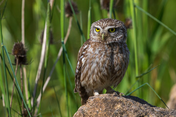 Steenuil; Little Owl; Athene noctua