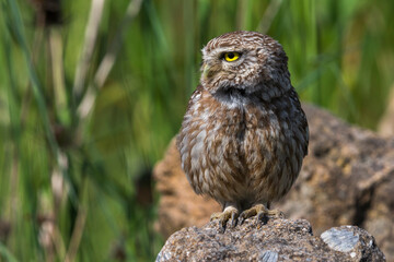 Steenuil; Little Owl; Athene noctua