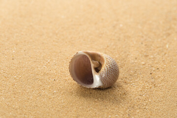 Fototapeta na wymiar Spotted sea snail shell on the sandy beach