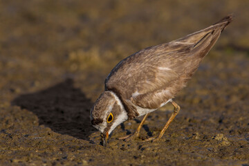 Kleine Plevier; Little Ringed Plover; Charadrius dubius
