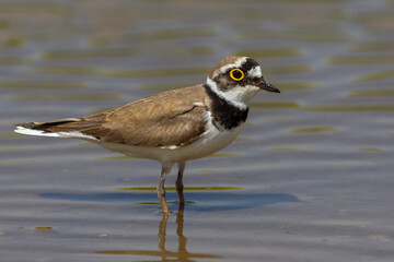 Kleine Plevier; Little Ringed Plover; Charadrius dubius