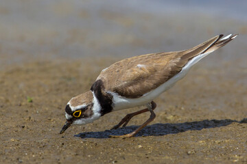 Kleine Plevier; Little Ringed Plover; Charadrius dubius