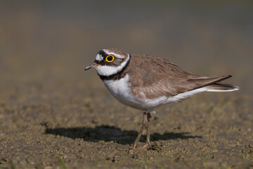 Kleine Plevier; Little Ringed Plover; Charadrius dubius