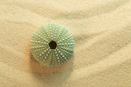 Top view of green shell of  black sea urchin; arbacia lixula on sand