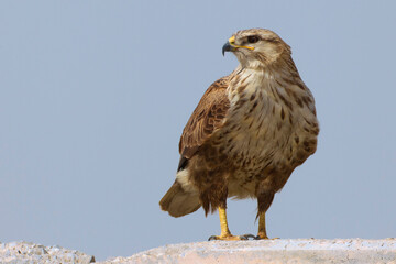 Arendbuizerd; Long-legged Buzzard; Buteo rufinus