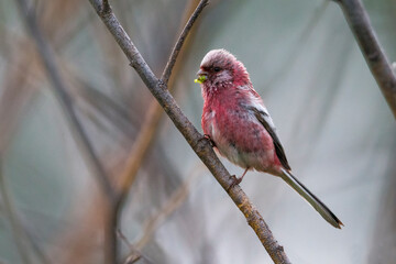 Langstaartroodmus, Long-tailed Rosefinch, Carpodacus sibiricus