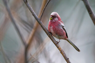 Langstaartroodmus, Long-tailed Rosefinch, Carpodacus sibiricus