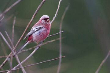 Langstaartroodmus, Long-tailed Rosefinch, Carpodacus sibiricus