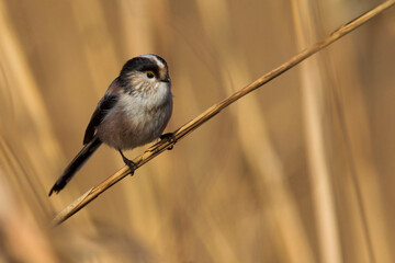 Italiaanse Staartmees, Italian Long-tailed Tit; Aegithalos caudatus italiae