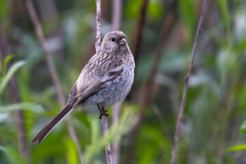 Langstaartroodmus, Long-tailed Rosefinch, Carpodacus sibiricus