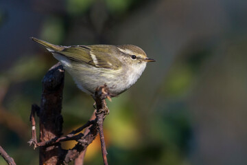 Humes Bladkoning; Hume's Leaf Warbler; Phylloscopus humei