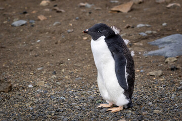 Fototapeta premium Ad lie penguin chick with juvenile plumage in Antarctica