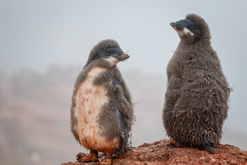 Adelie penguin chicks stand in a penguin colony in Antarctica.